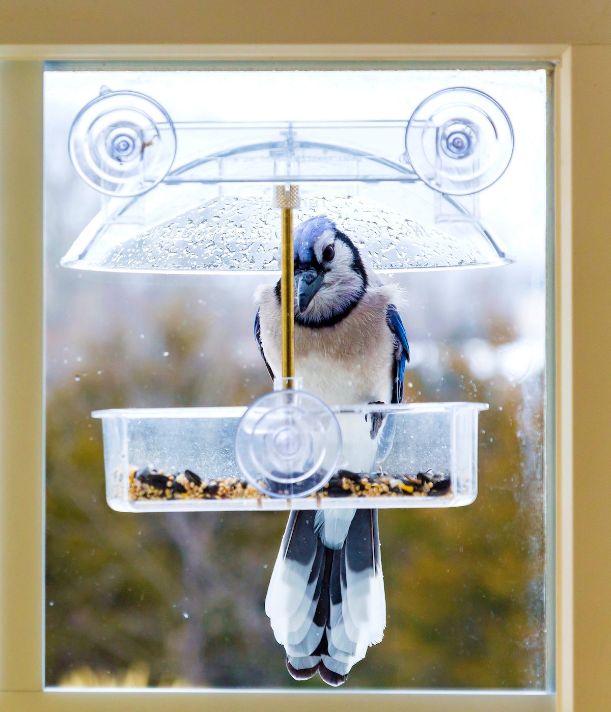 What You Need to Know About Window Bird Feeders